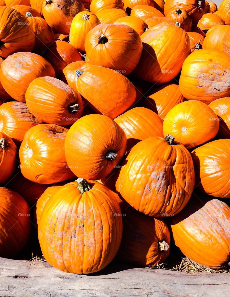 Pile of pumpkins