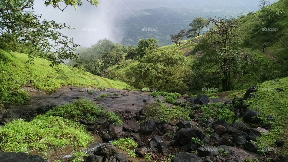 Trees on mountain