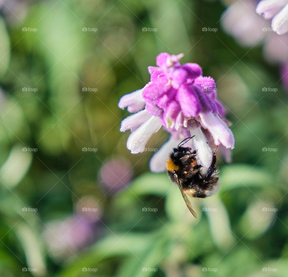 Nectar Harvest: Bee on Pink Blossom