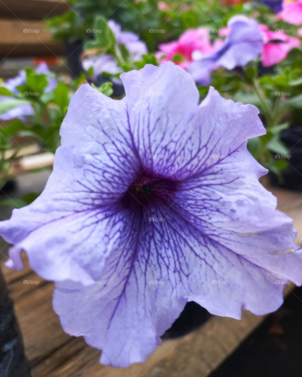 Flor en su esplendor 🌸