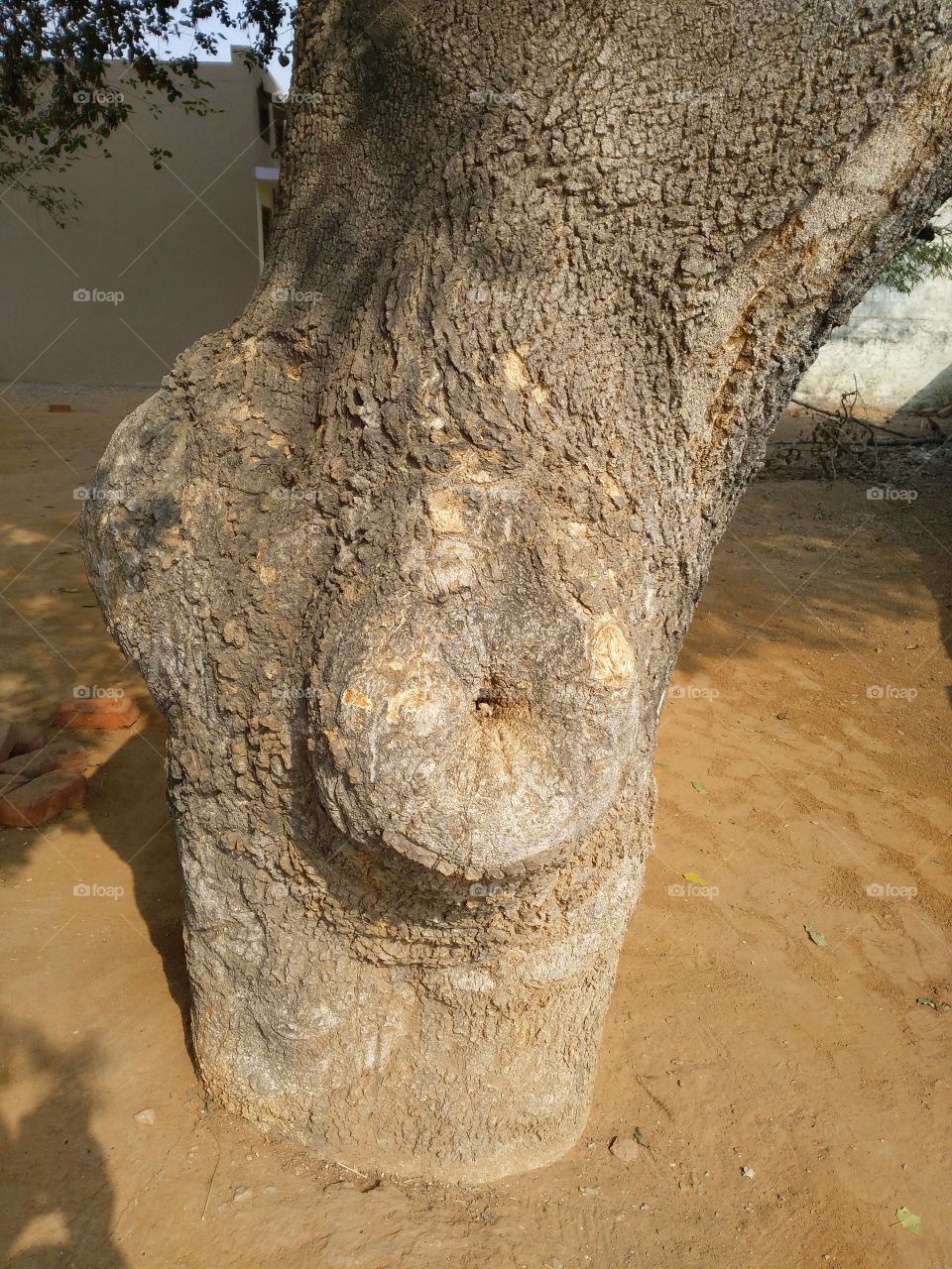 tree trunk