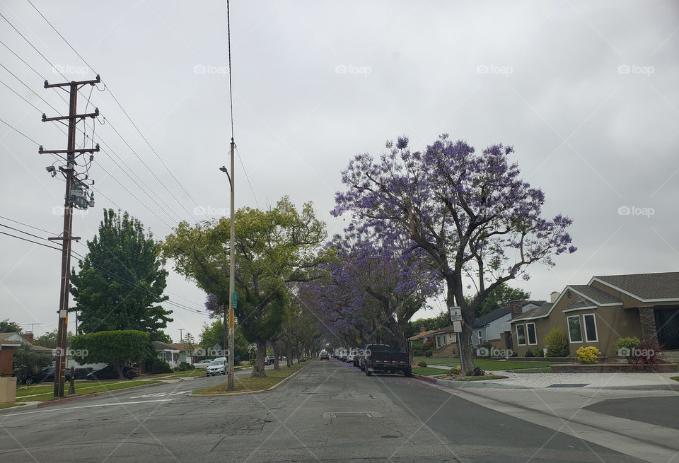 Spring Colors & overcast
