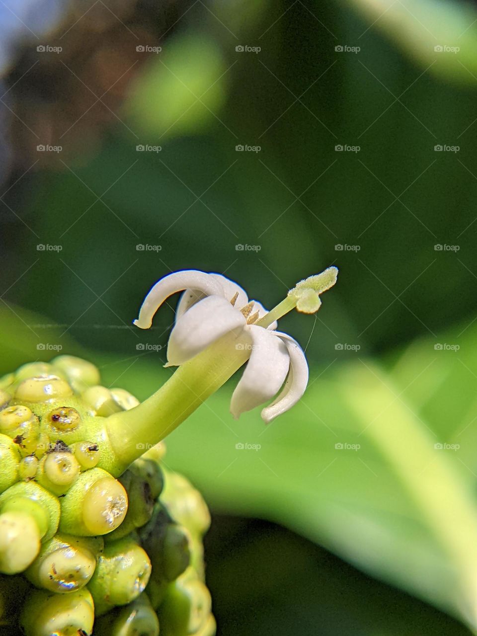 noni flower