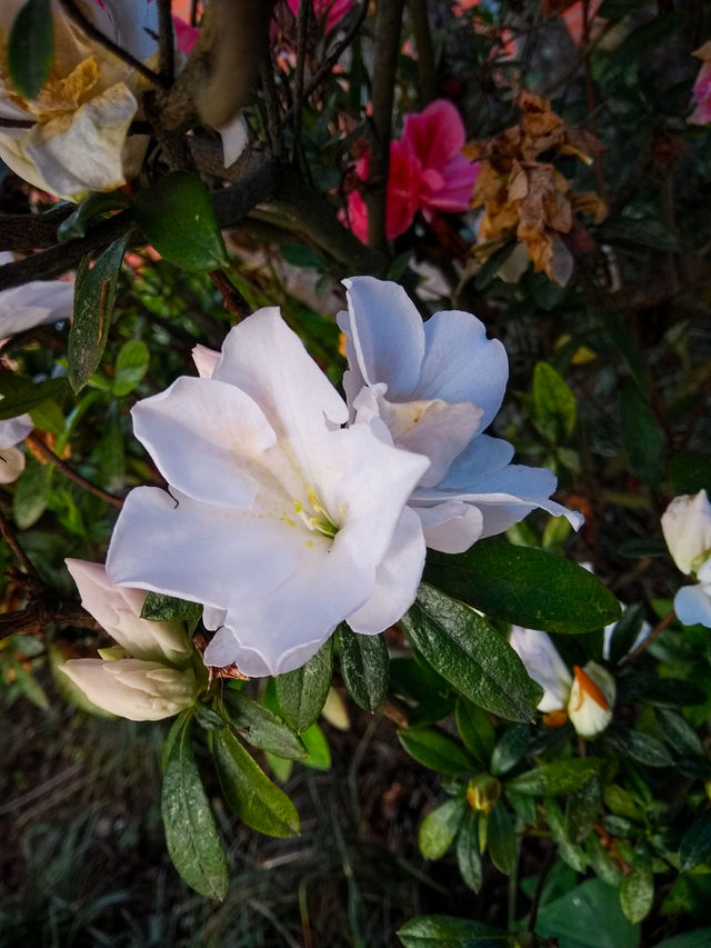 white flower
