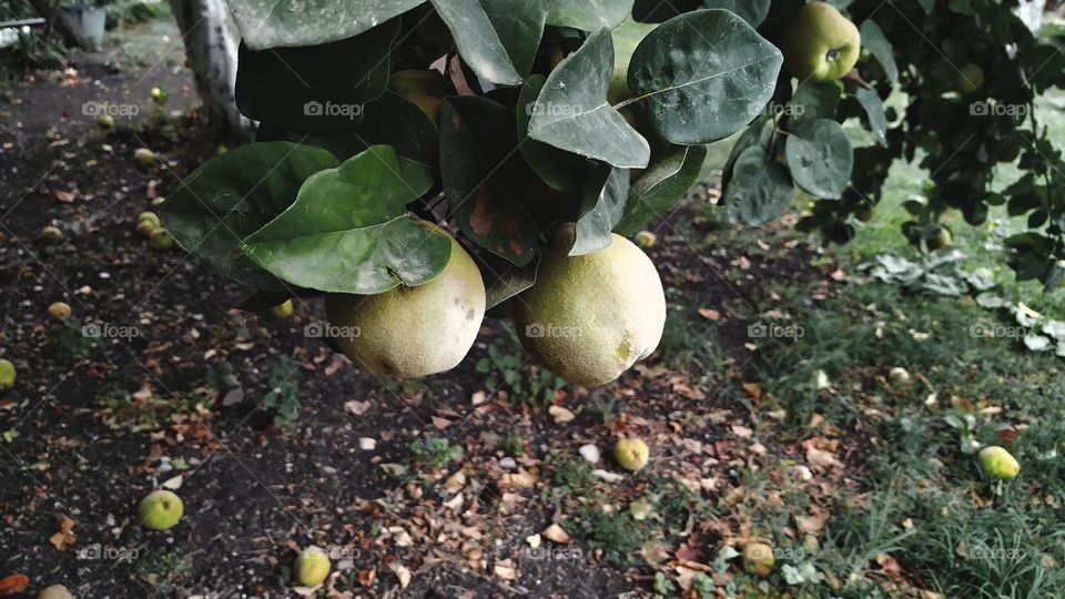 quince tree