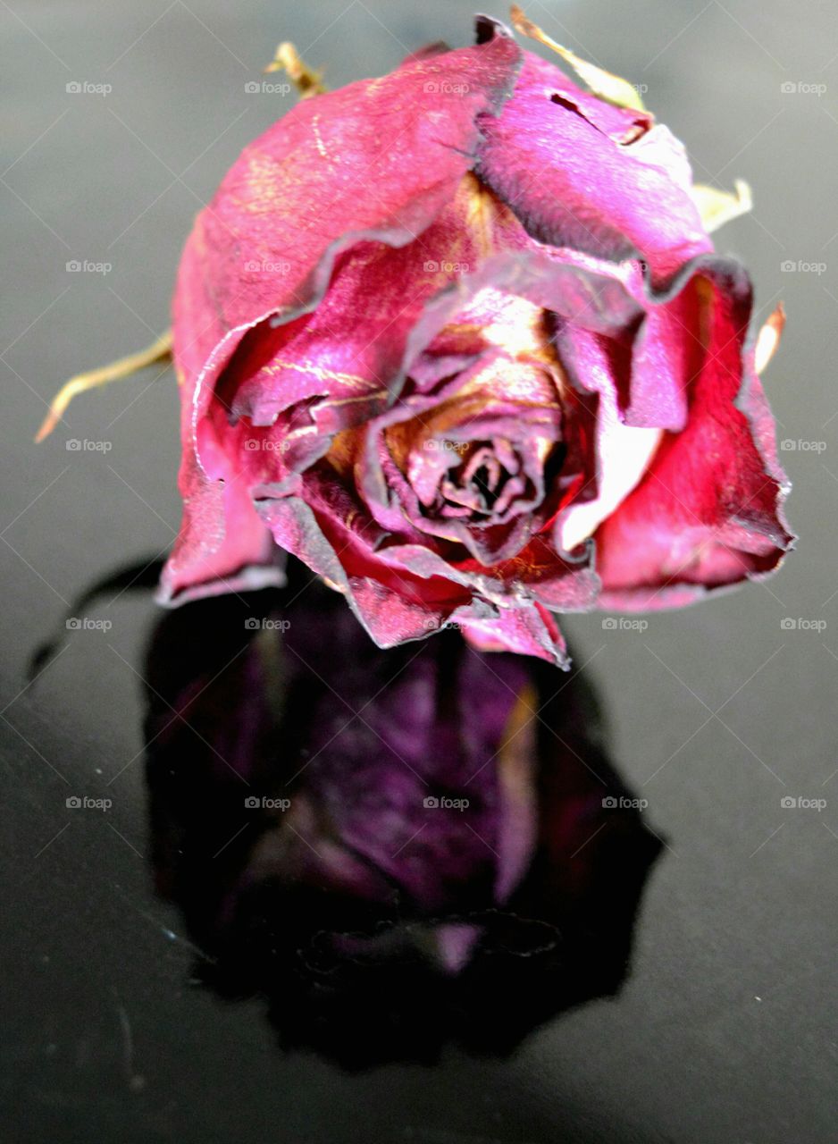 Flower, Rose, No Person, Nature, Love