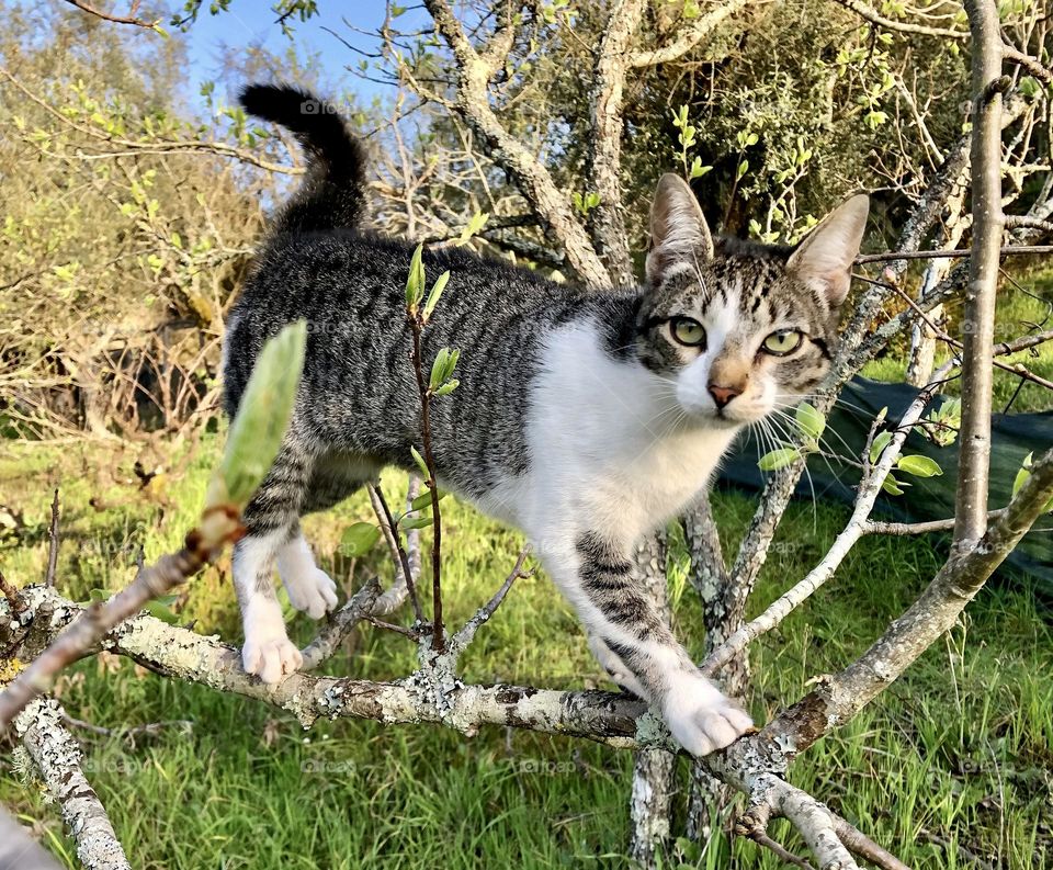 My tabby kitten Petey is always climbing trees