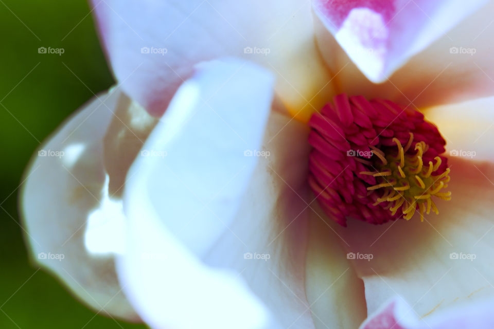 Looking inside a magnolia flower macro photography