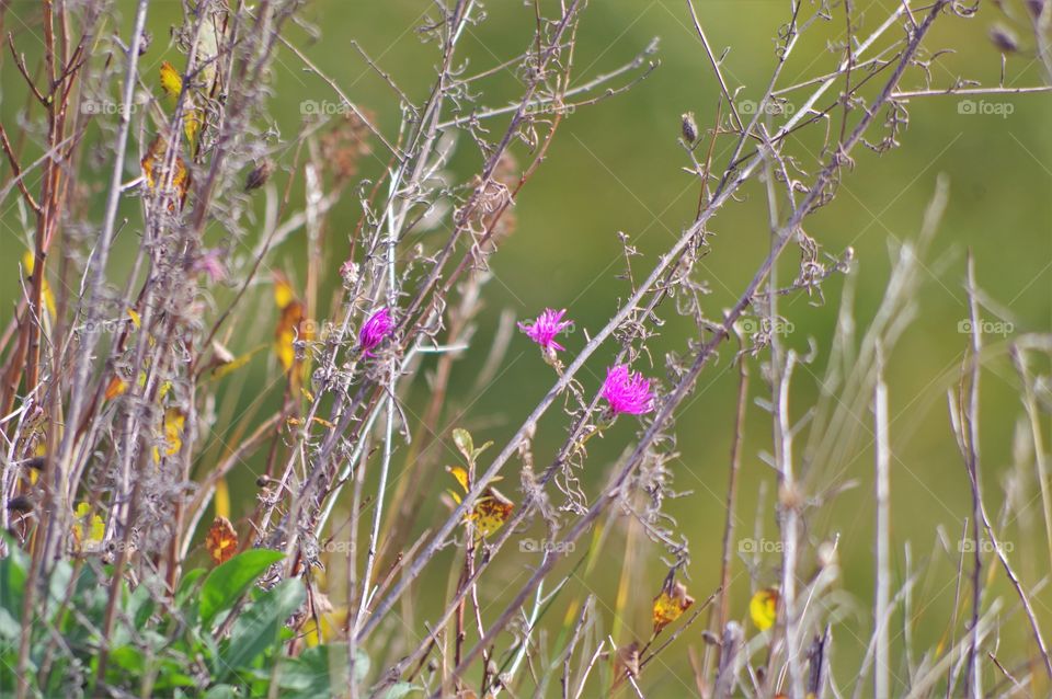 Purple Flowers