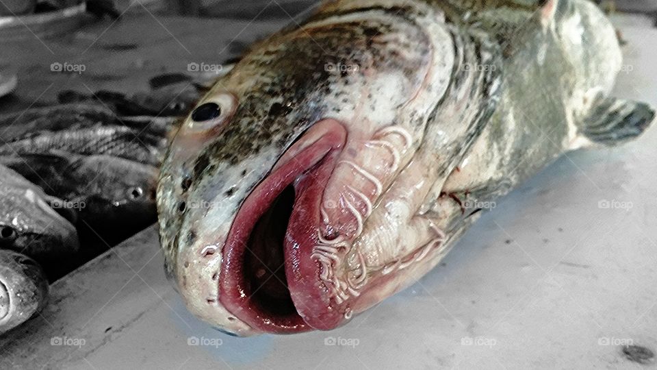 UGLY FISH