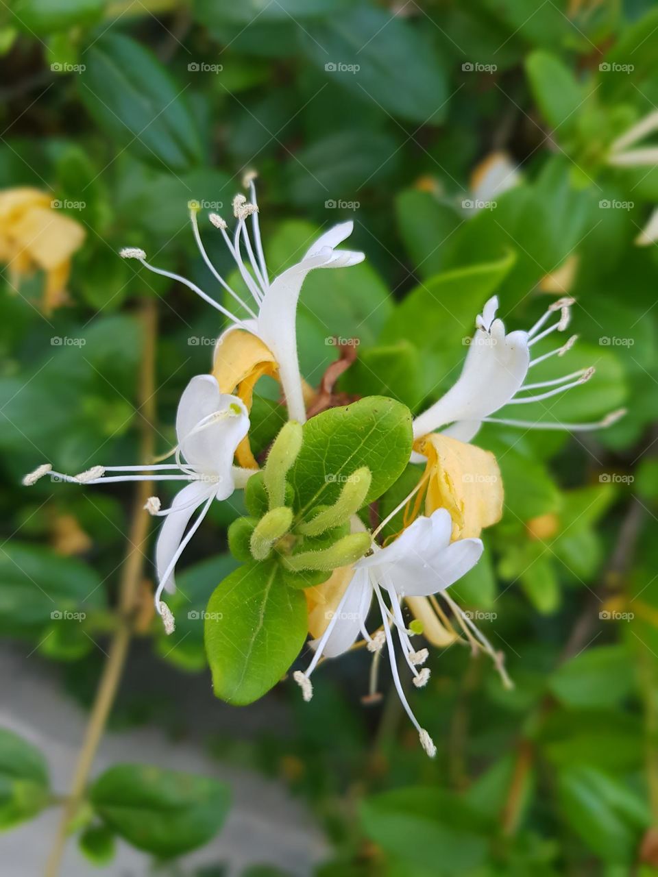 Fleurs de chevrefeuille