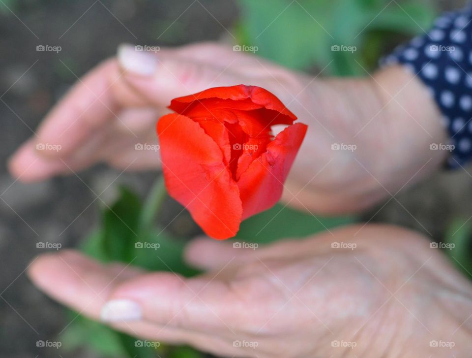 love earth, red tulips flower and female hands