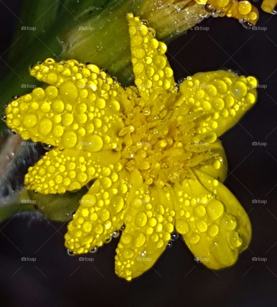 dew on wildflower