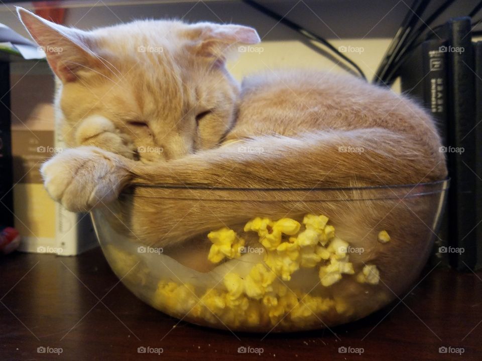 popcorn cat