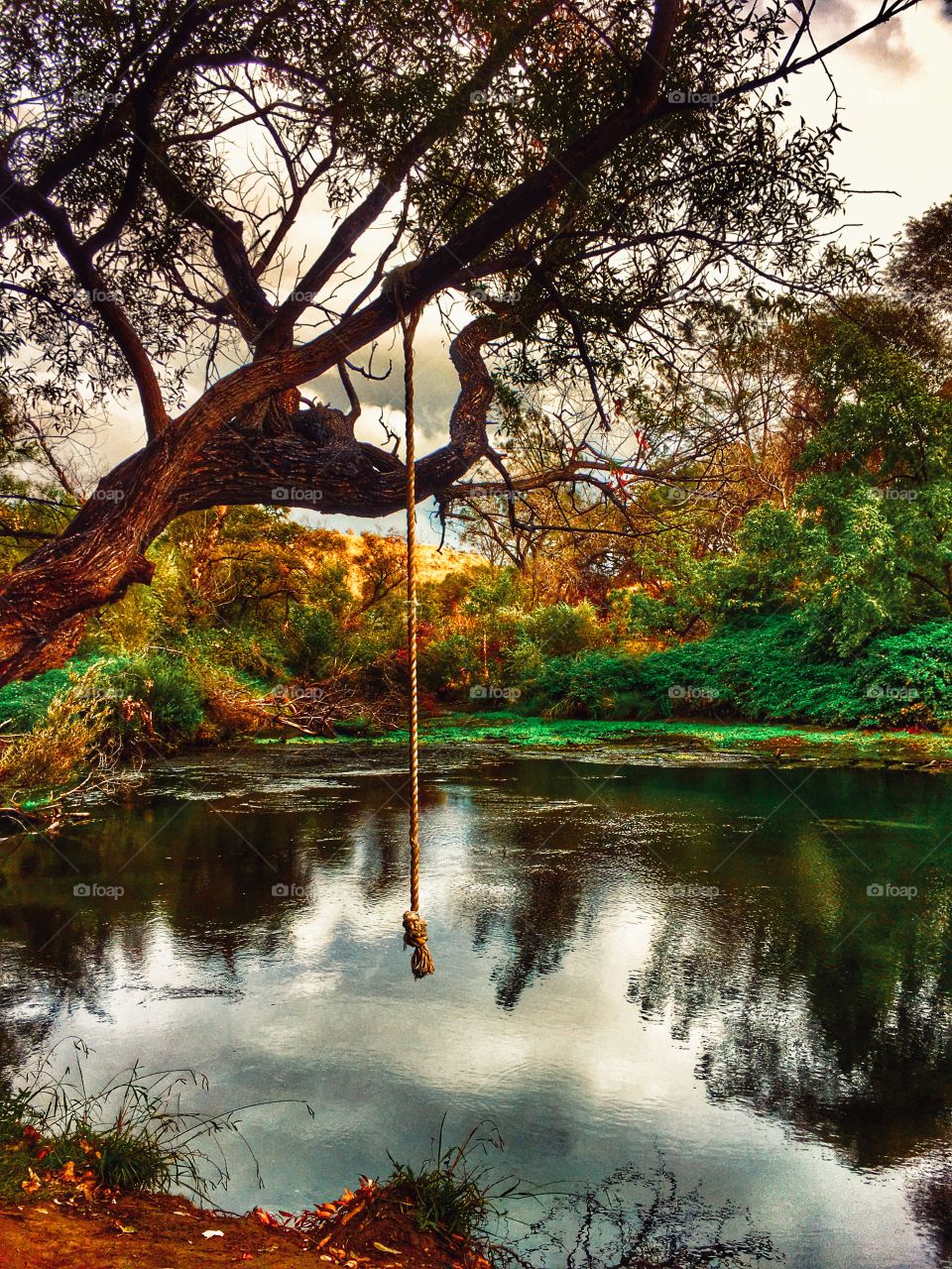 Craggy tree, rope swing and delightful pond to jump into. What could be more inviting?!