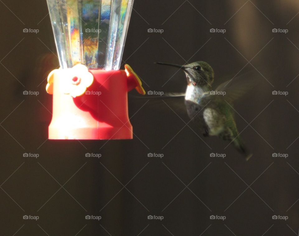 Hummingbird 