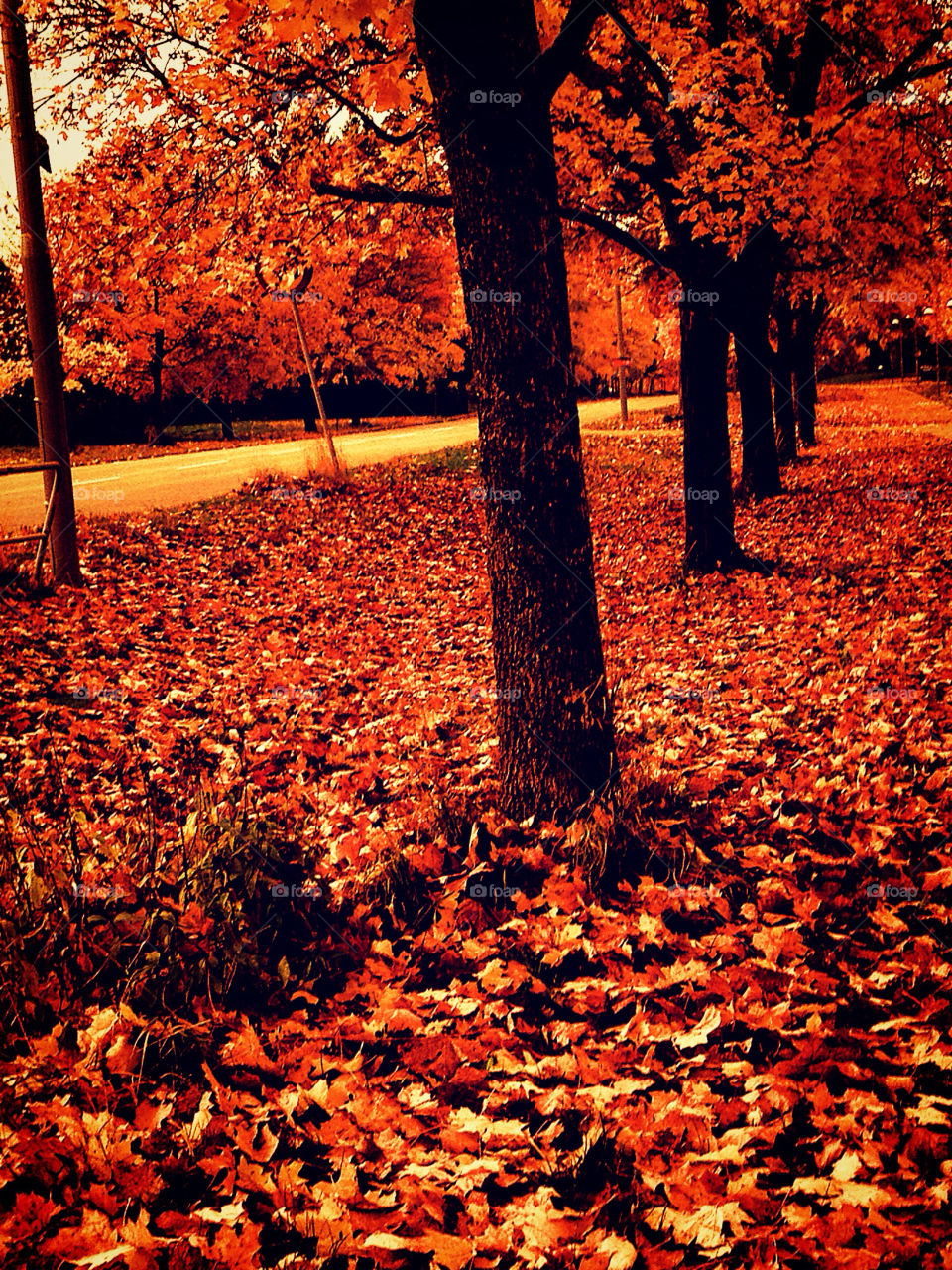 landscape sky red tree by susanne.jordan