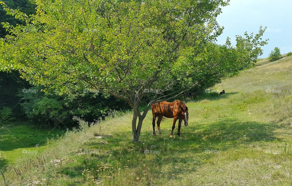 horse under the tree in the summer meadow