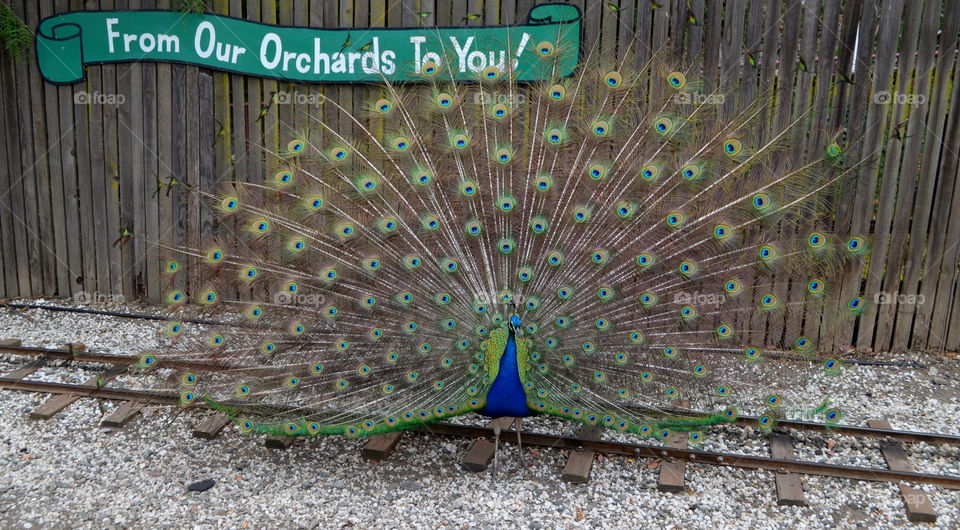 Peacock