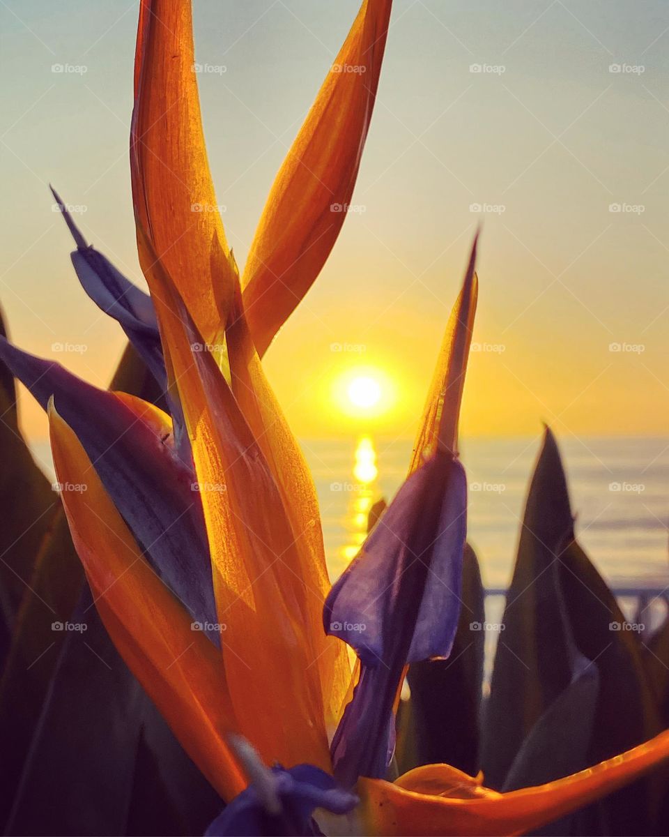 An exotic flower glows warmly with e setting sun over the ocean