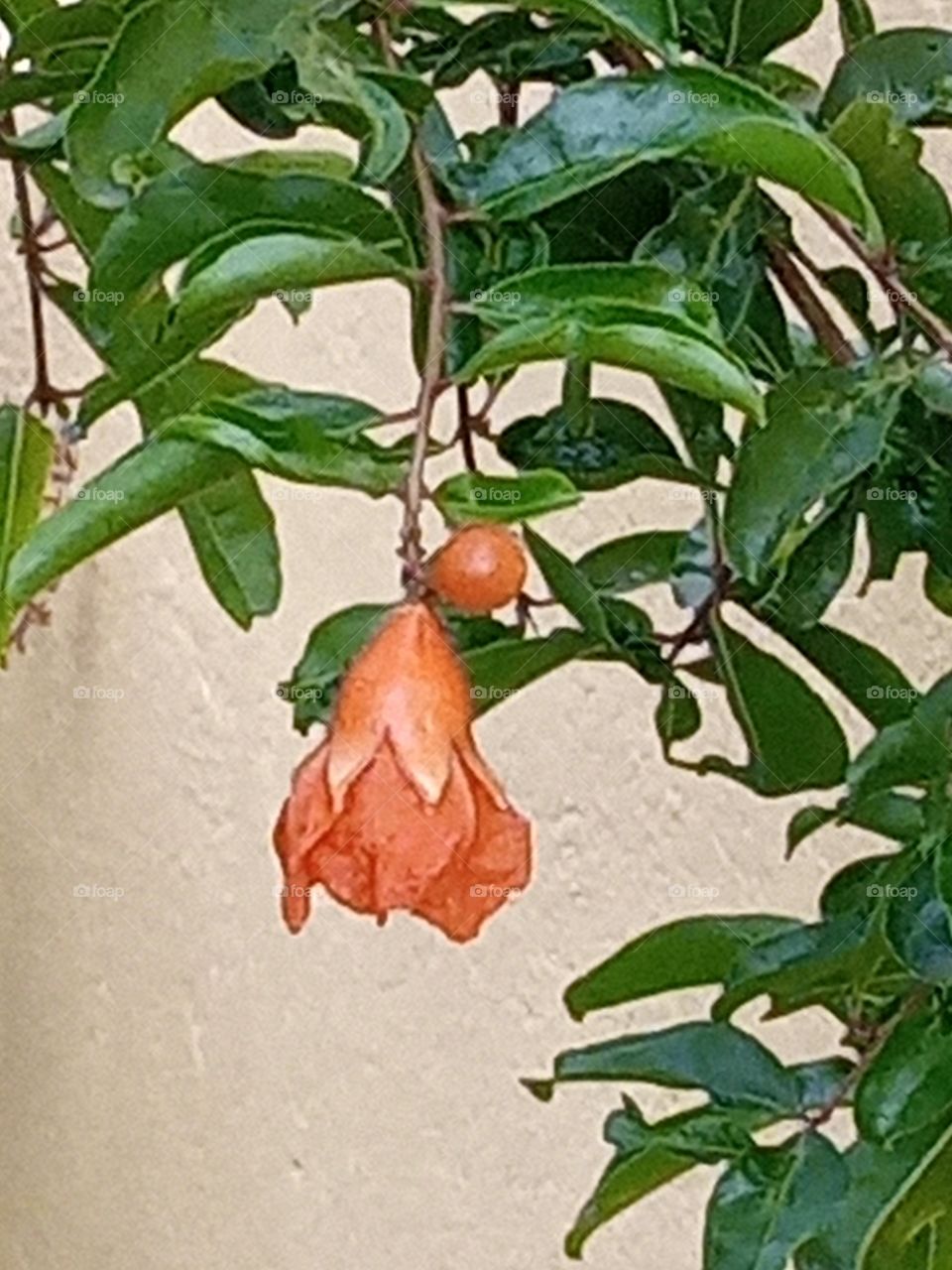 beautiful pomegranate flower