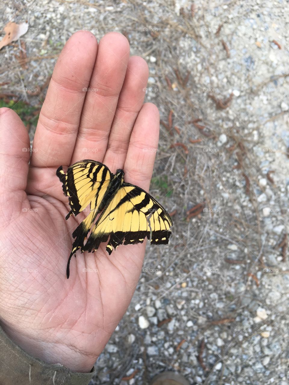 Swallowtail butterfly with torn wings