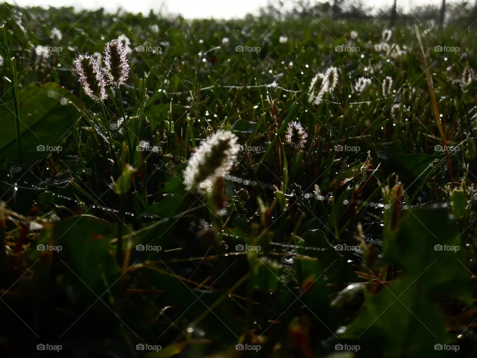 grass