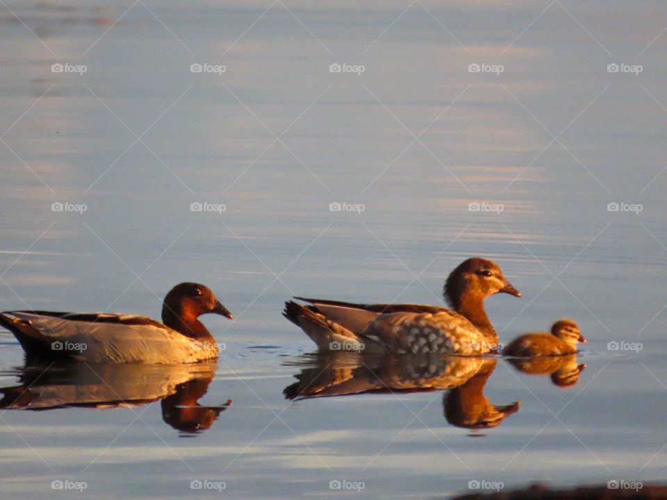 Duck reflections at sunset