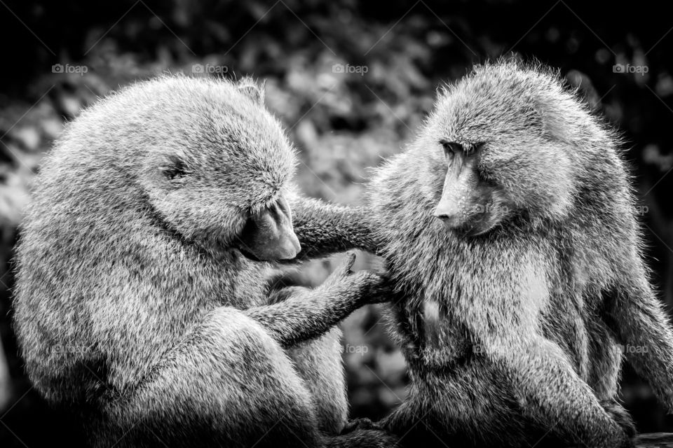 Baboons engaging in social grooming