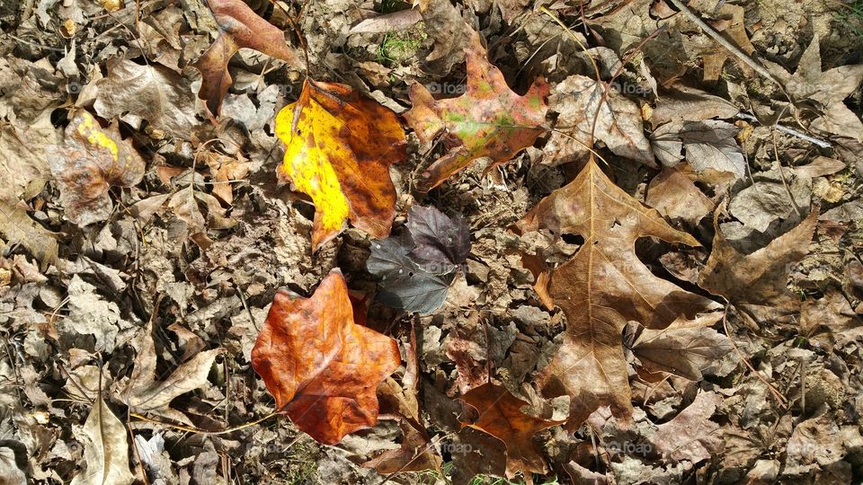 leafs. different colors leafs