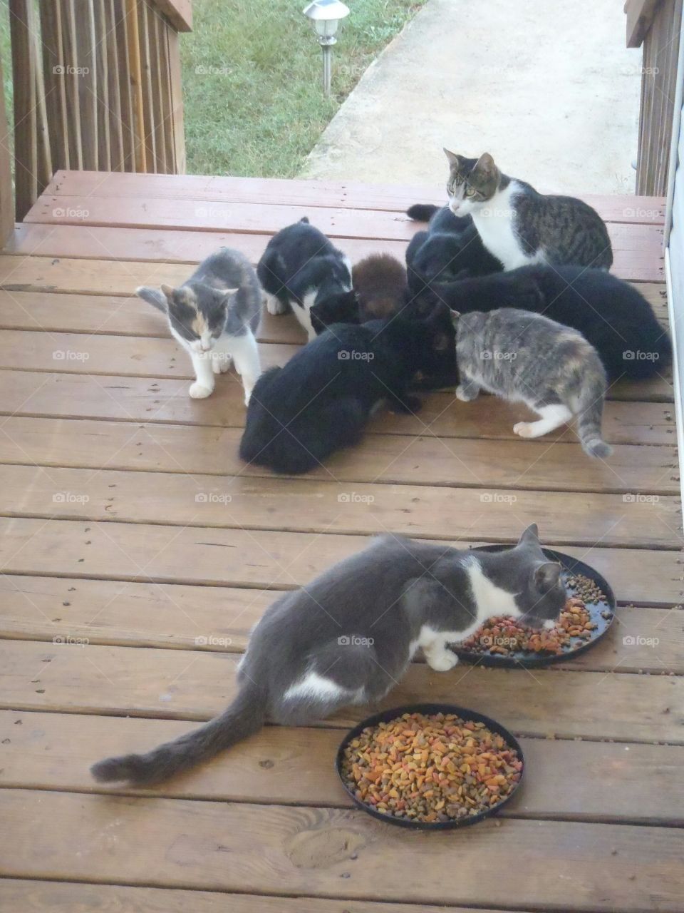 Rural Cats. When renting a house in Georgia, it came with about a dozen cats that it was actually in our lease to feed!