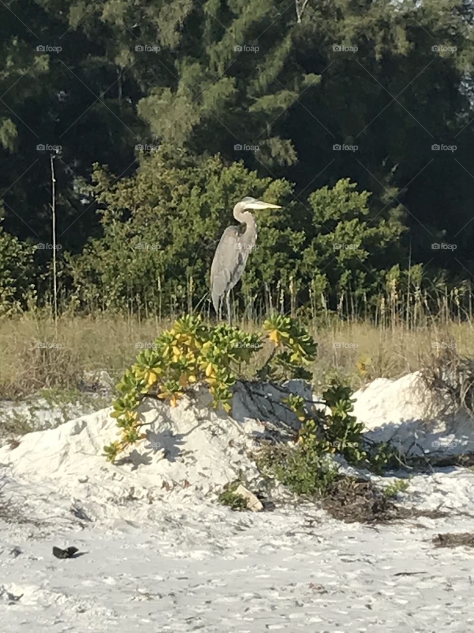 Bird on Florida Beach