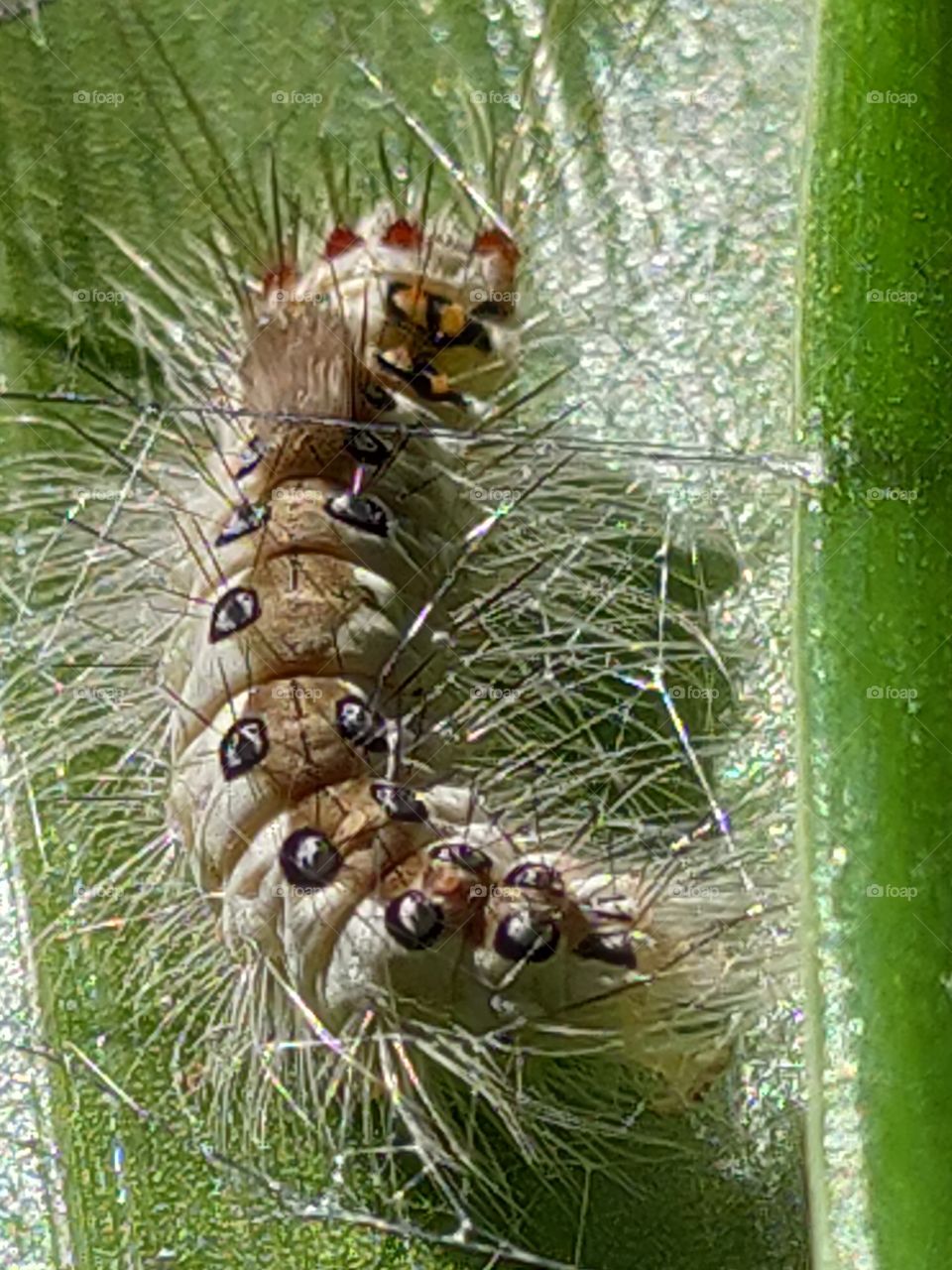 Hairy caterpillar. The long, spiky tufts of hairs give fair warning to anyone or anything that tries to touch this species' larva.