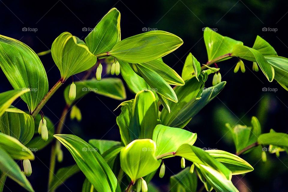 Solomon's Seal