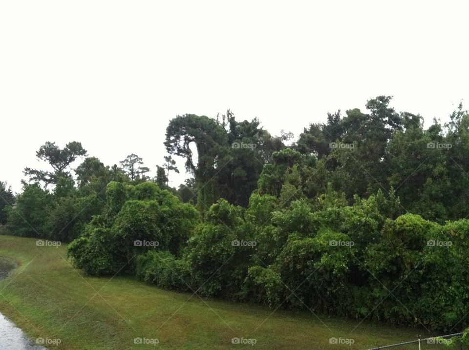 Weird tree. Trees out from my patio 