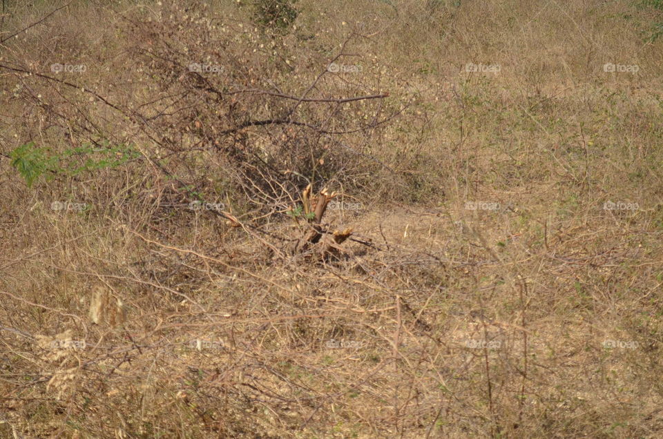 Bird, Nature, Wildlife, No Person, Grass