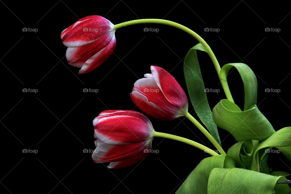 Red tulip with black background.