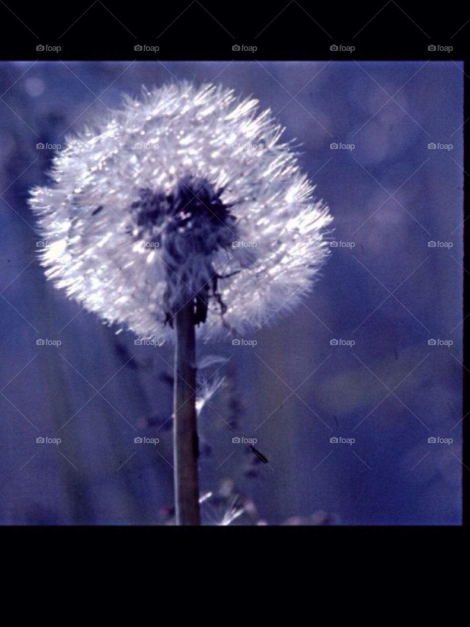 Dandelion