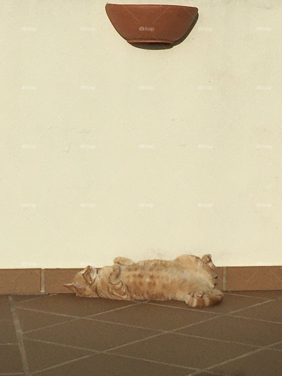 Cat’s pleasure in sun