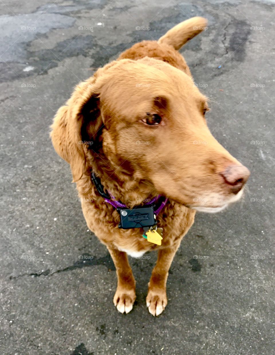 Dog in Driveway