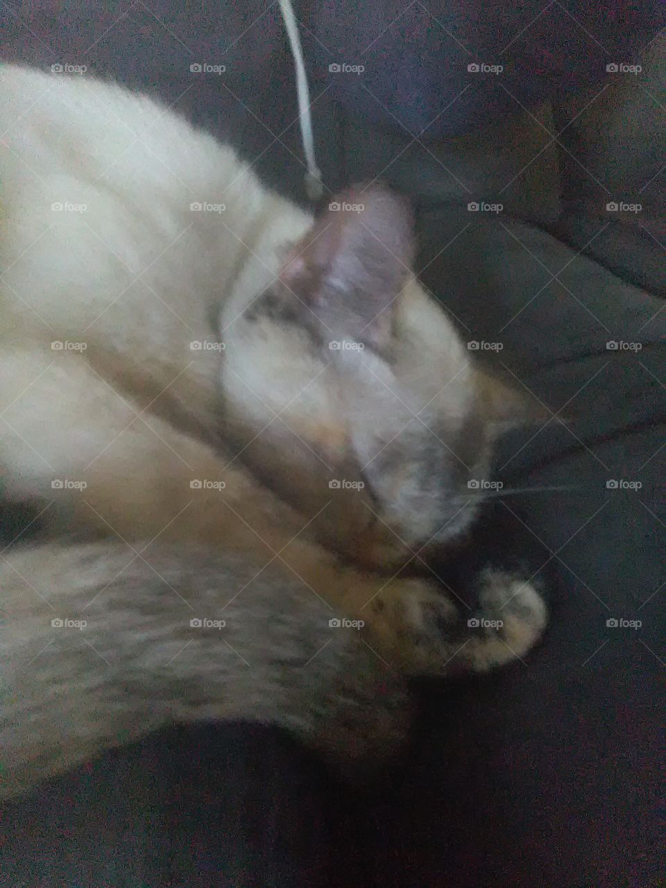 Warm Snuggly Siamese Kitty
