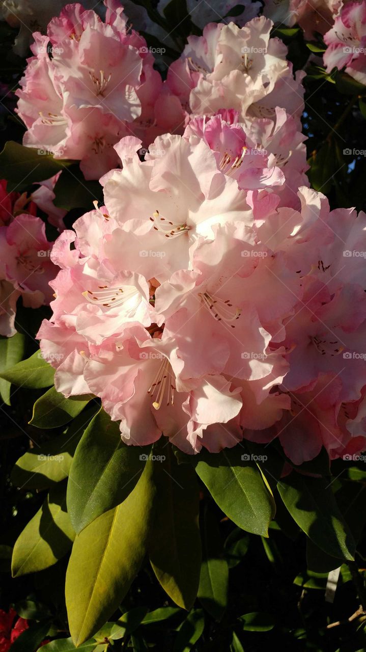 Rhododendron