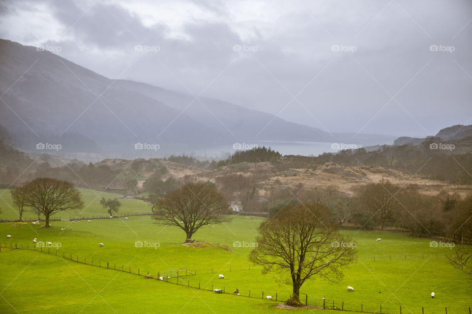 Landscape, No Person, Grass, Nature, Tree