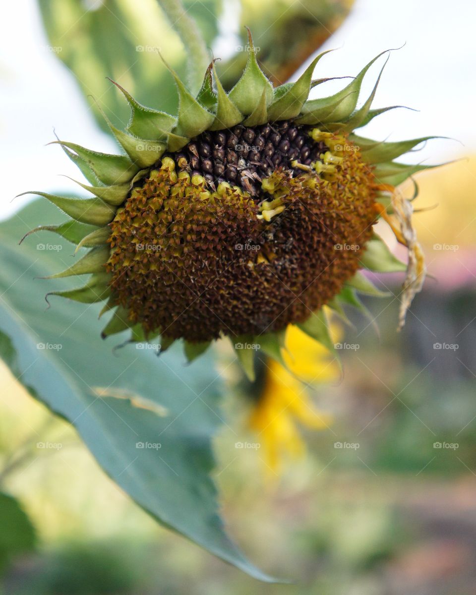 Close-up of flower pollen