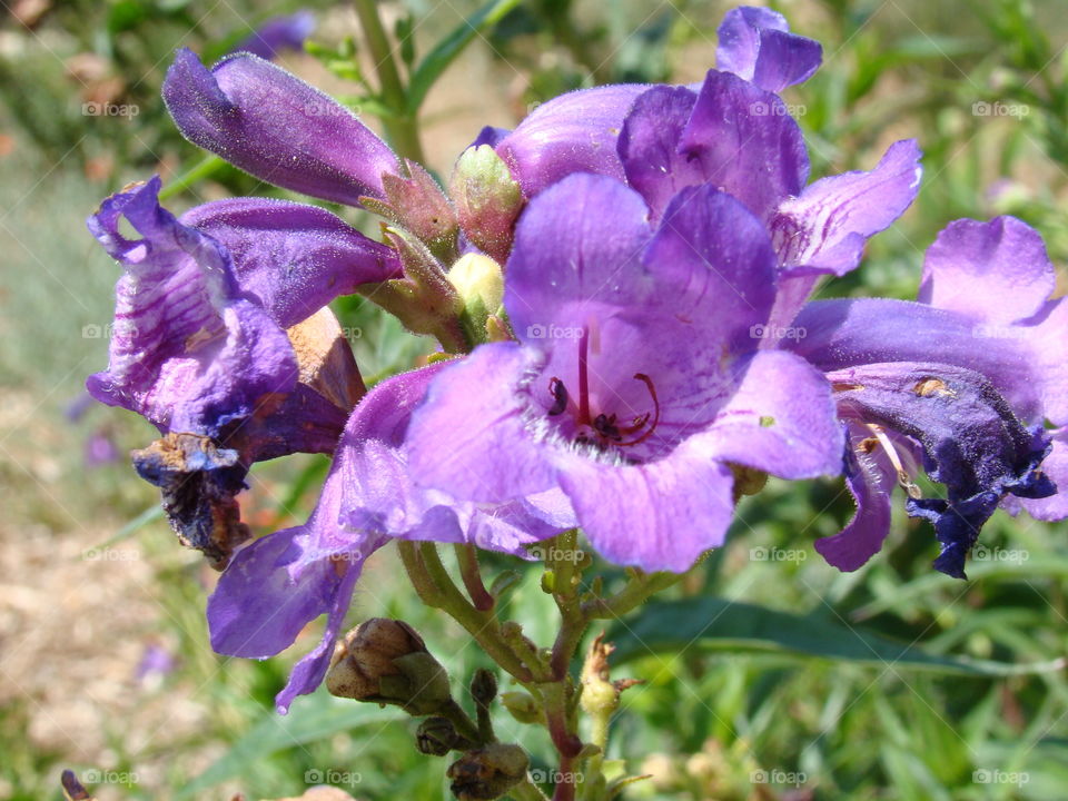 Up close purple flowers 