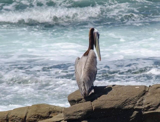 watching the waves
