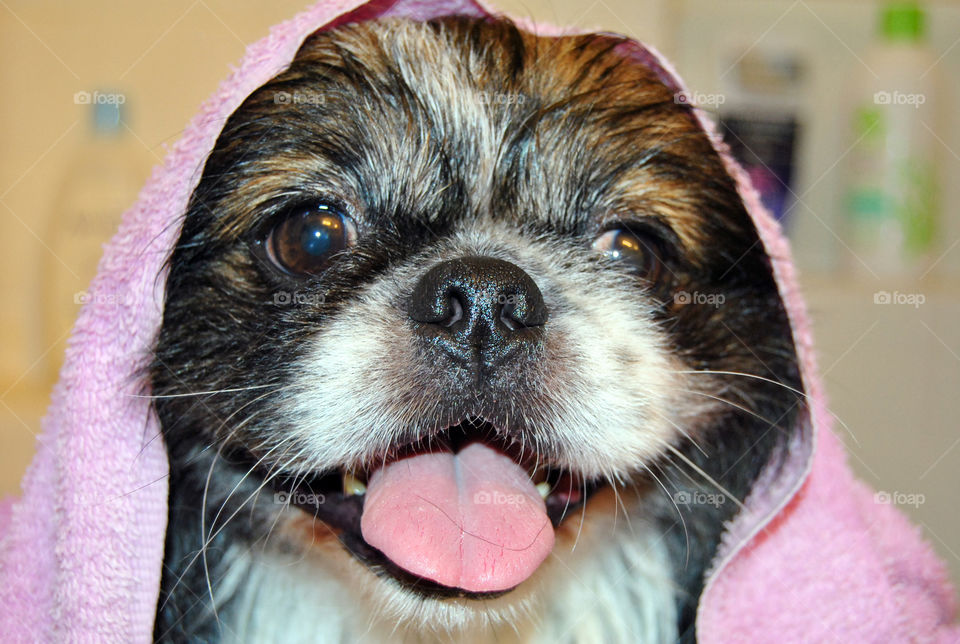 Close-up of a pekingese dog