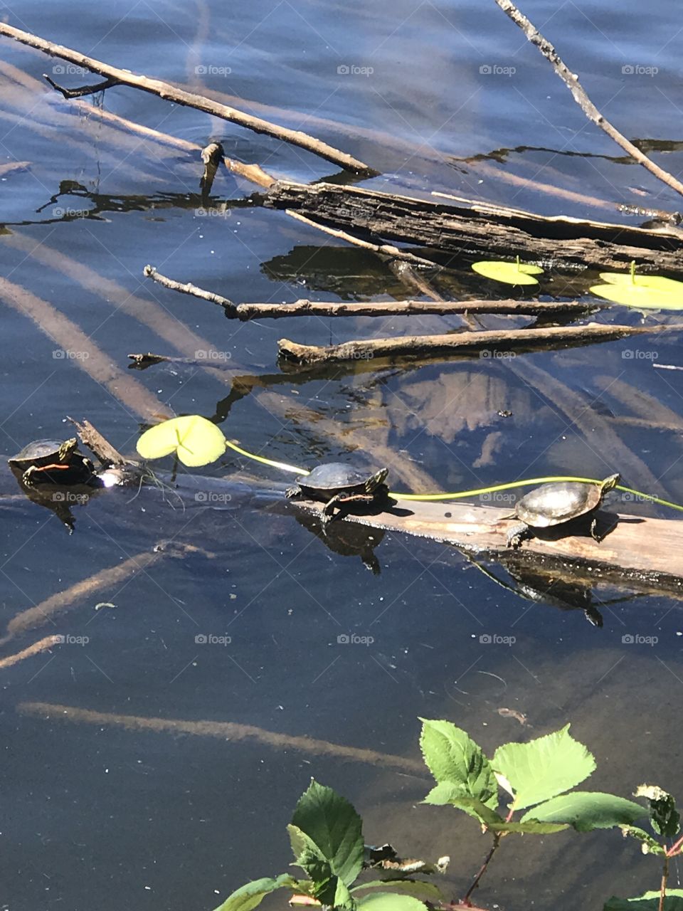 Western Painted Turtles resting on a log 