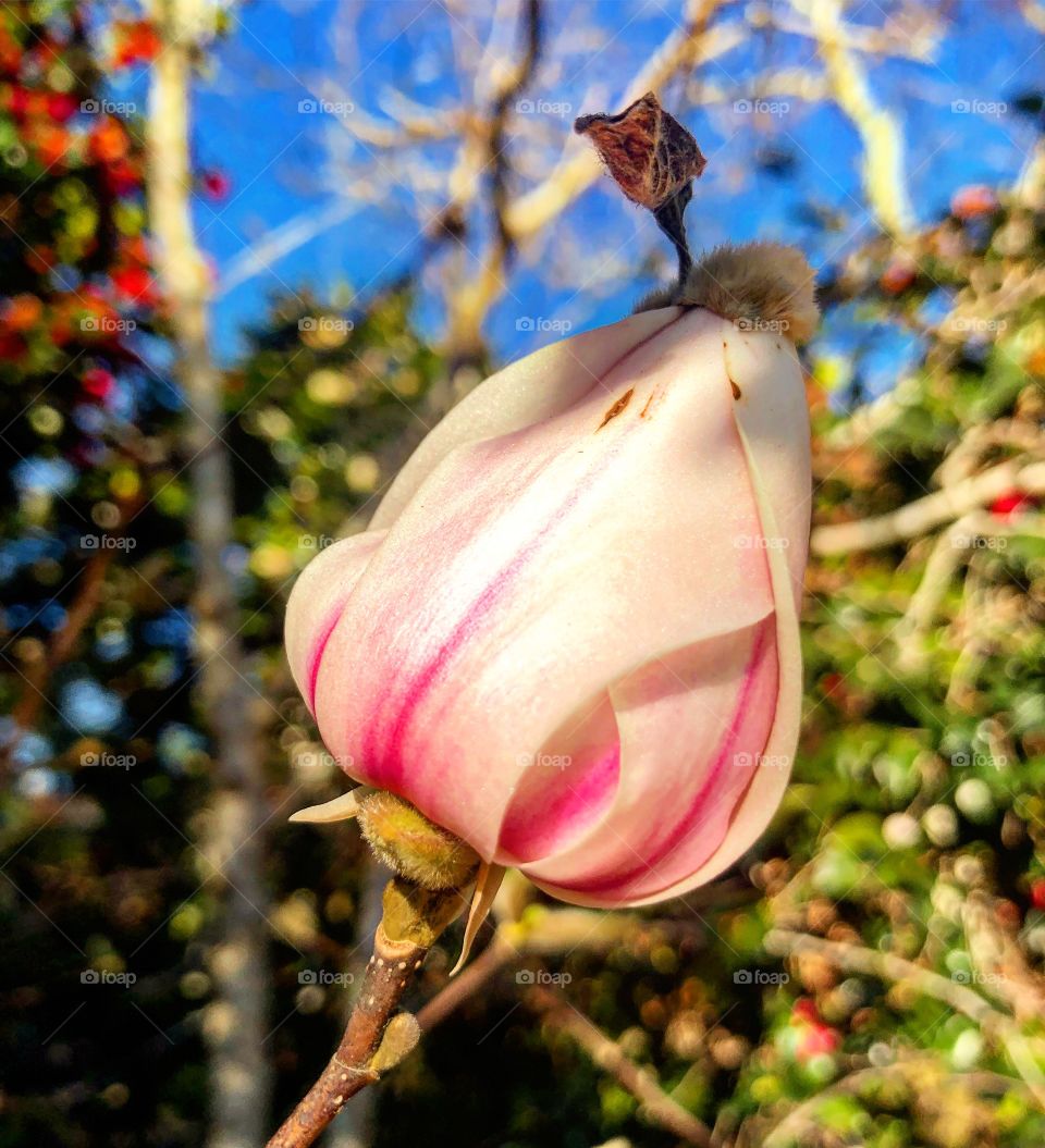 Signs of spring- magnolia bud
