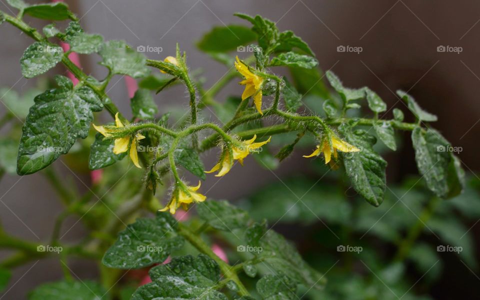 gardening tomatoes flowers, love earth